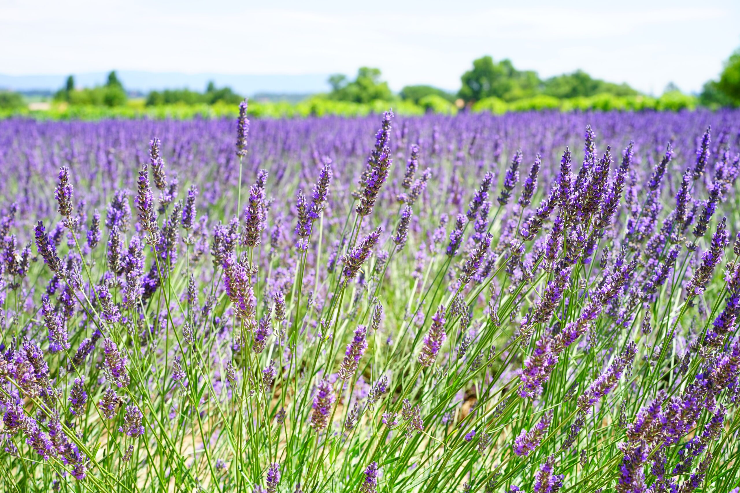 How To Grow Harvest Lavender In Any Climate It S Garden Thyme   Aromatic Beautiful Blooming 159303 