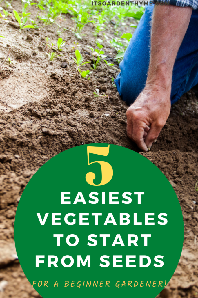 easy vegetables to grow from seeds