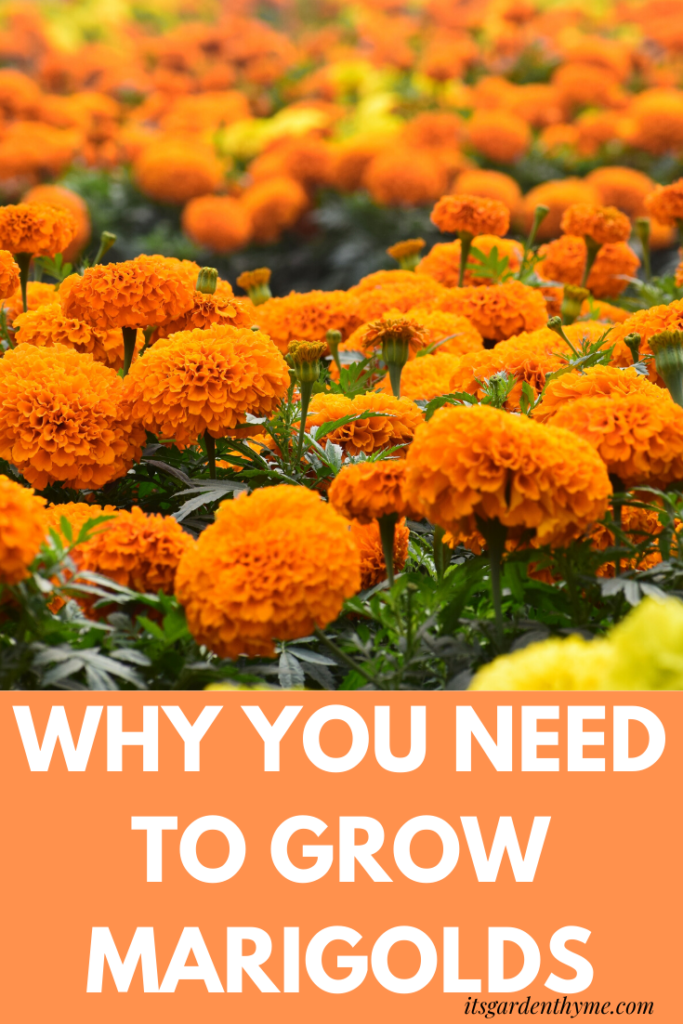 Benefits Of Growing Marigolds | It's Garden Thyme