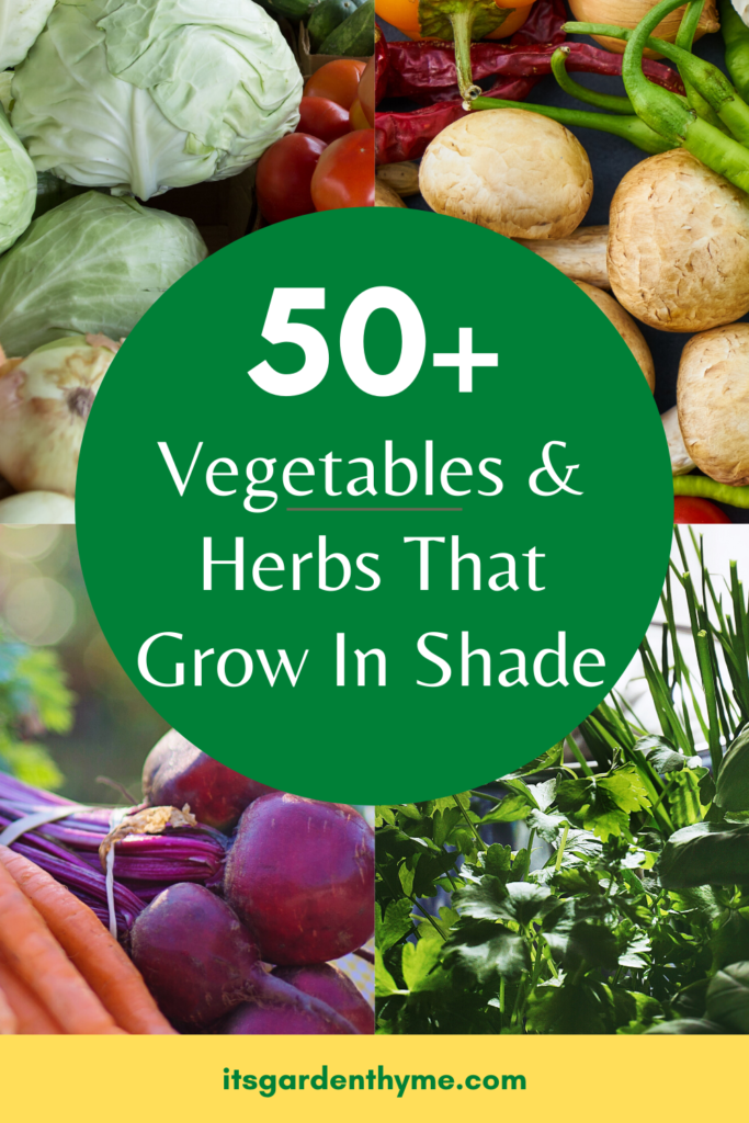 50+ Vegetables & Herbs That Grow in Shade It's Garden Thyme