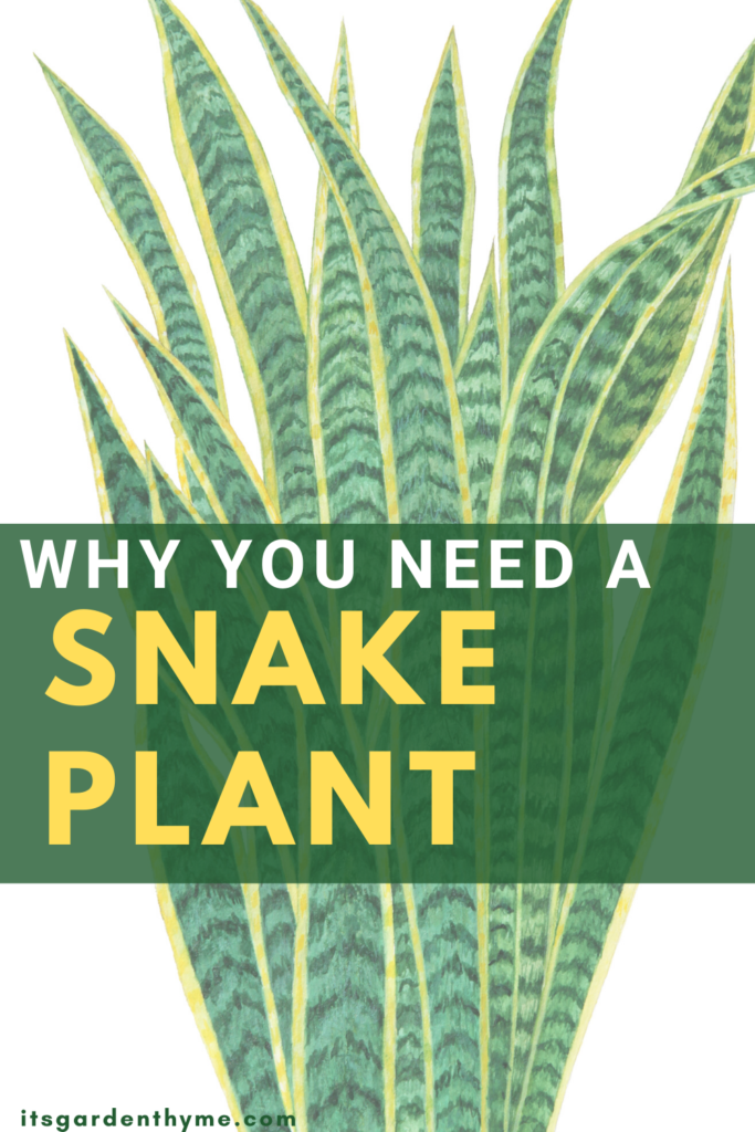 benefits-of-owning-snake-plants-it-s-garden-thyme