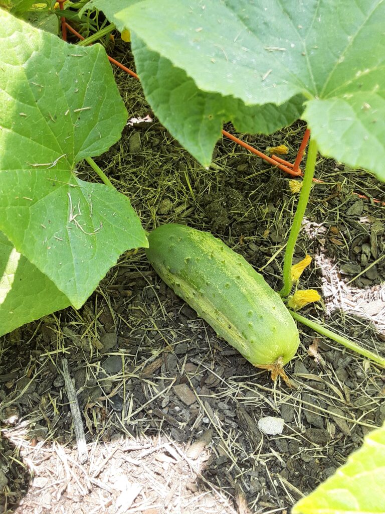 ready to pick cucumber