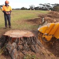 Reliable and Affordable Stump Grind Services Near Me