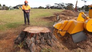 Affordable Stump Grind Services