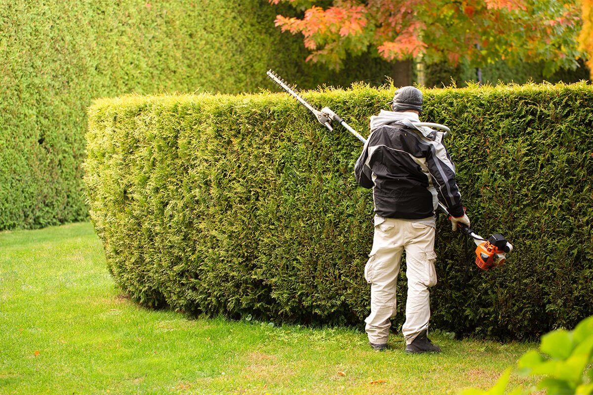 Professional Hedge Cutting Tips