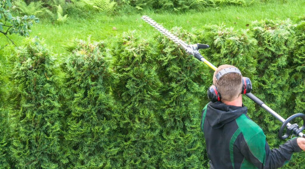 Professional Hedge Cutting Tips