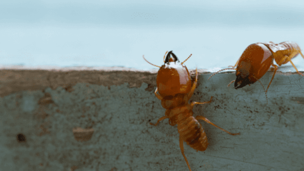 Is a Termite Barrier Sydney Worth the Cost? Your Questions Answered