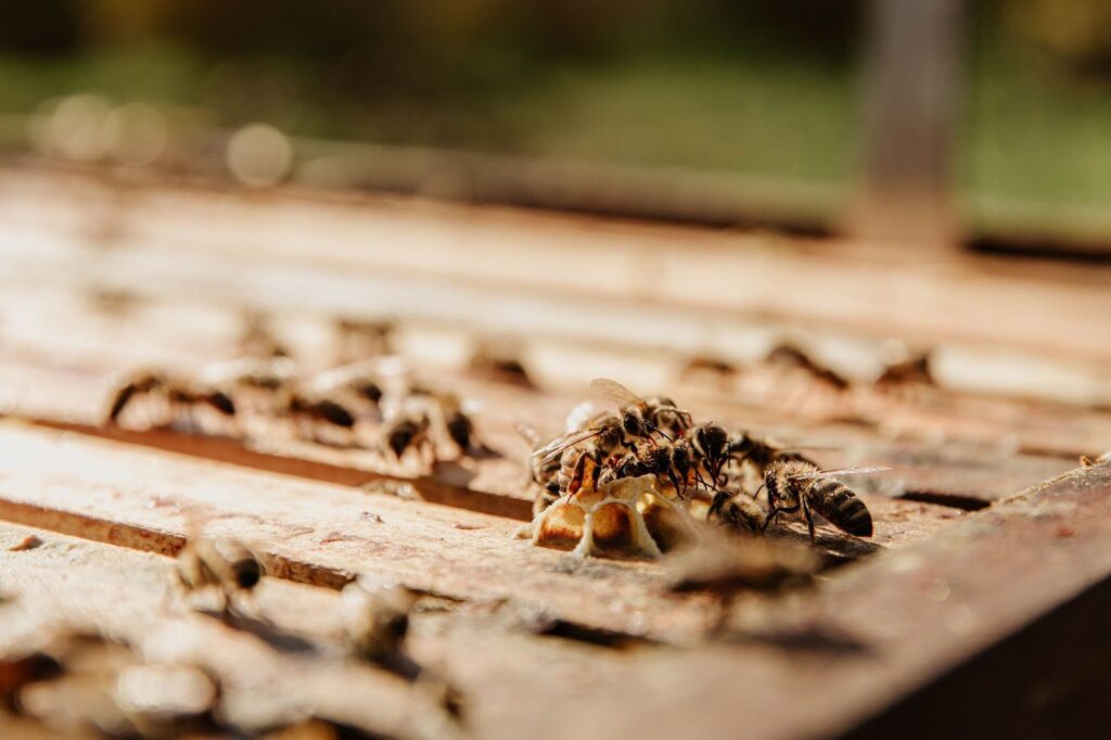 Is a Termite Barrier Sydney Worth the Cost? Your Questions Answered