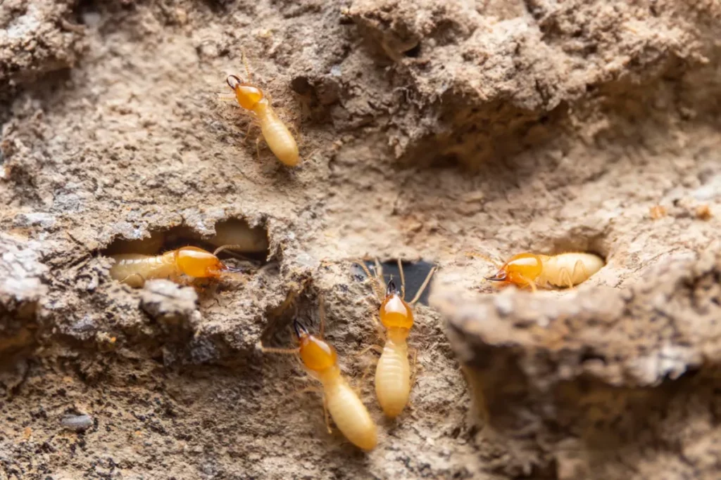 Termite Control Services Explained: What to Expect When You Hire Pros