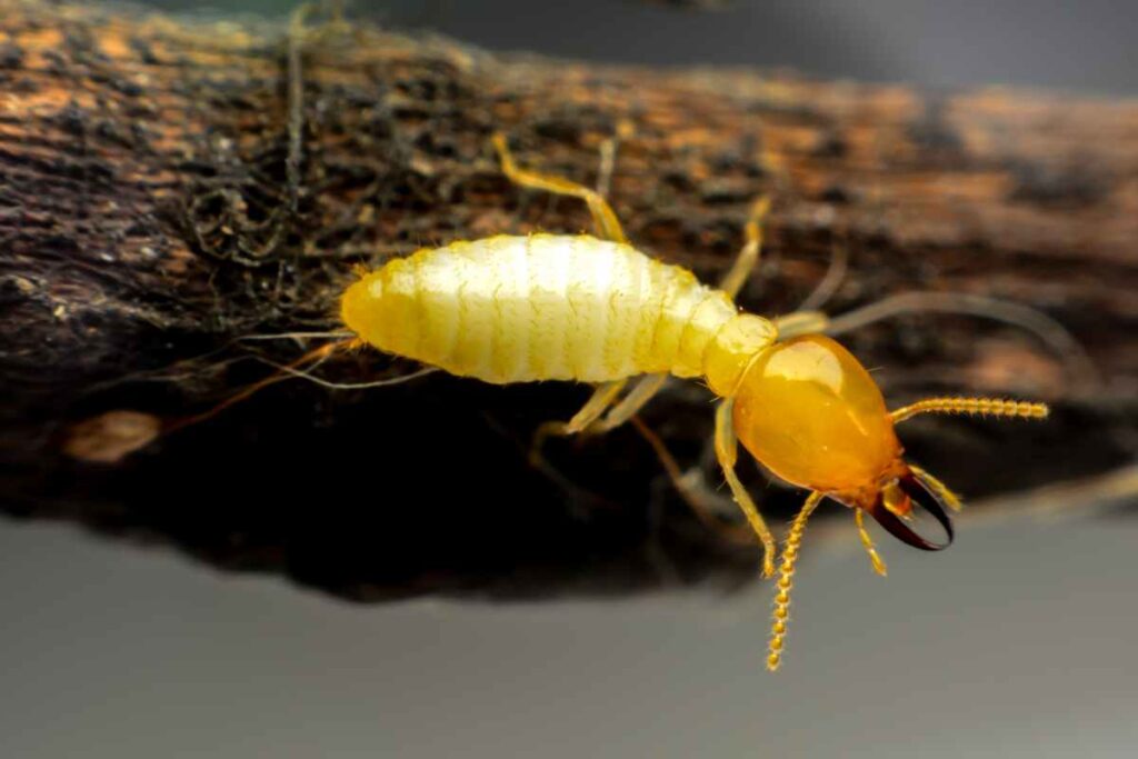 Termite Control Services Explained: What to Expect When You Hire Pros