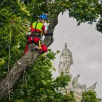 Emergency Tree Removal Sydney: 5 Signs You Should Call Immediately