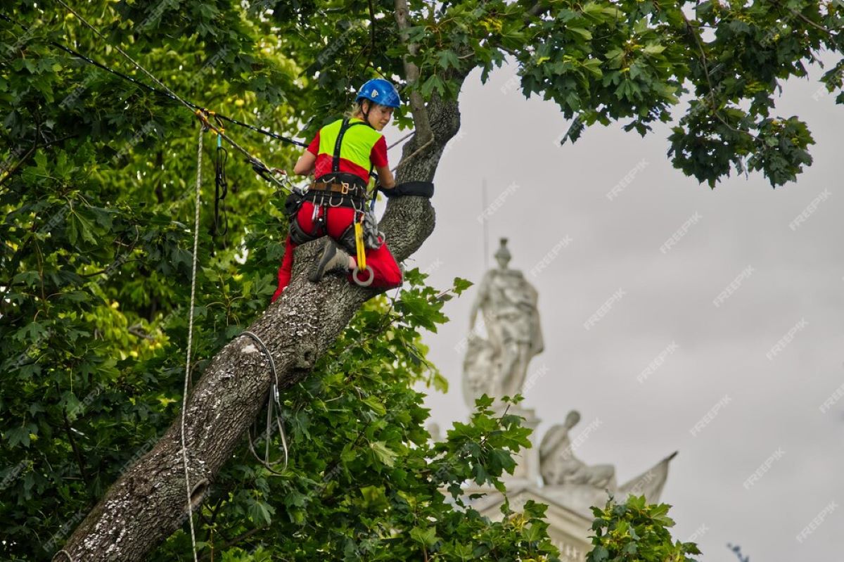 tree care